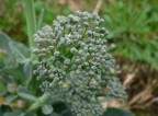 Fiori di broccolo Fiori di broccolo