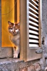 Infido gatto Infido gatto