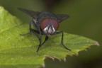 Fly Fly