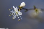 Fiori di ciliegio Fiori di ciliegio