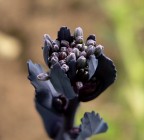 Fiore di verza viola Fiore di verza viola