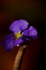 Viola Viola
