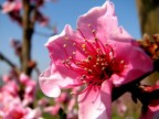 fiori di pesco fiori di pesco
