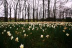 spring upside down desire spring upside down desire