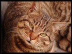 Gatto Gatto