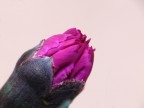 fiore fiore