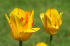 TULIPANI TULIPANI