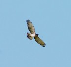rapace rapace