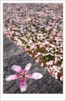 il fiore della primavera il fiore della primavera