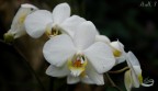 Fiori Bianchi