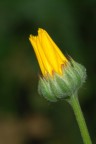 Calendula?
