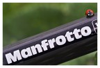 manfrottinella manfrottinella