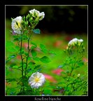 Roselline bianche Roselline bianche