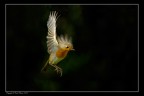 Pettirosso al volo Pettirosso al volo