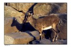 ombra ombra