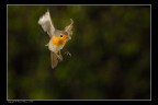 Pettirosso al volo N° 2 Pettirosso al volo N° 2