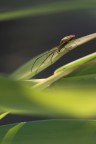 Alla ricerca della preda Alla ricerca della preda