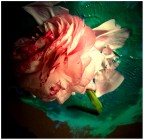 Birth of a Flower Birth of a Flower