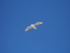 Volo solitario Volo solitario