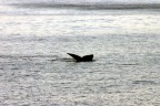 La coda di una 'Souther Right Whale', le balena 'giusta' da cacciare, come era definita dai balenieri Sudafricani. Oggi, che la caccia � vietata, possono godersi un meritato riposo in questa baia.