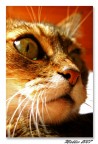 Gatto Gatto