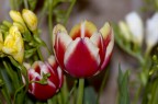 tulipano tulipano