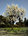 ...primavera.... ...primavera....