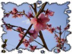 primavera primavera