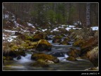 Torrente nel bosco Torrente nel bosco