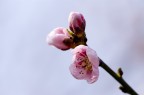 fiori di pesco 1