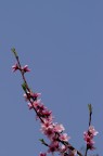 fiori di pesco2 fiori di pesco2