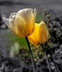 Tulipani Tulipani