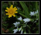 giallo prova giallo prova