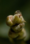 (famiglia) Salticidae (famiglia) Salticidae