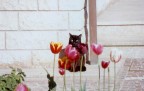 il tulipano nero il tulipano nero