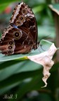 Butterfly2 Butterfly2
