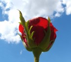 rosa per te rosa per te