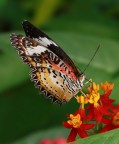 butterfly 4 butterfly 4