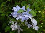 fiore fiore