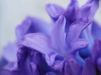 soft blue soft blue