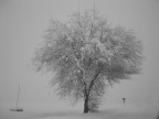 Snow Snow