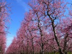 Spring Spring