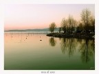 Rosa di sera Rosa di sera