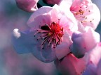 La bellezza della natura