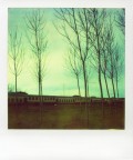 Trees Trees