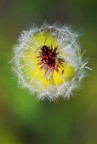 soffio giallo soffio giallo