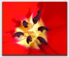 Tulipano rosso Tulipano rosso