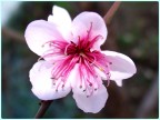 Fiori Rosa, Fiori di... Fiori Rosa, Fiori di...