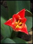 Tulipano Tulipano