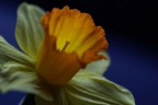 Narciso Narciso